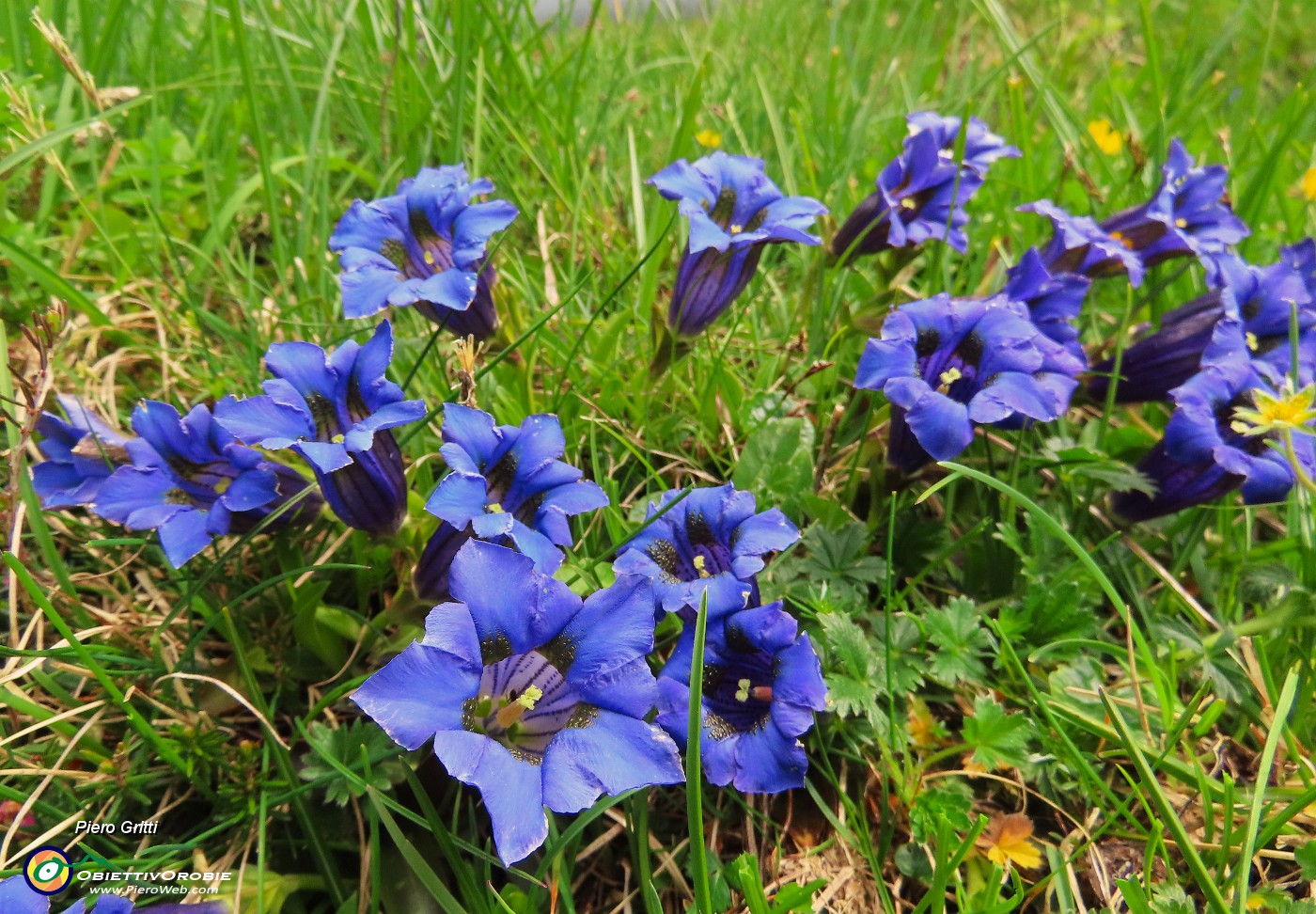 35 Gentiana clusii (Genziana di Clusius)! .JPG